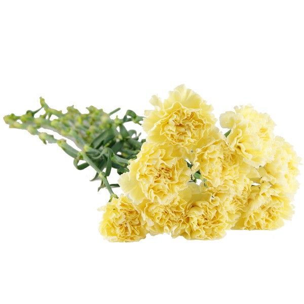 10 Yellow Carnations